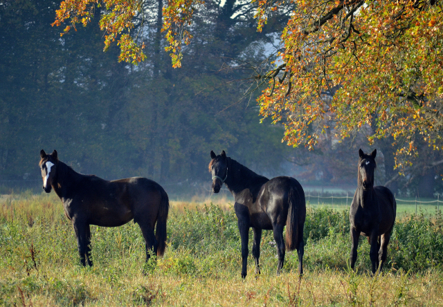 Jhrlingshengst von Saint Cyr u.d. Pr.St. Under the moon v. Easy Game - Foto: Pia Elger
 - Trakehner Gestt Hmelschenburg