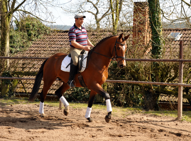 High Motion von Saint Cyr und Pavle - Foto Beate Langels - Gestt Hmelschenburg