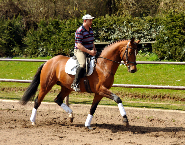 High Motion von Saint Cyr und Pavle - Foto Beate Langels - Gestt Hmelschenburg