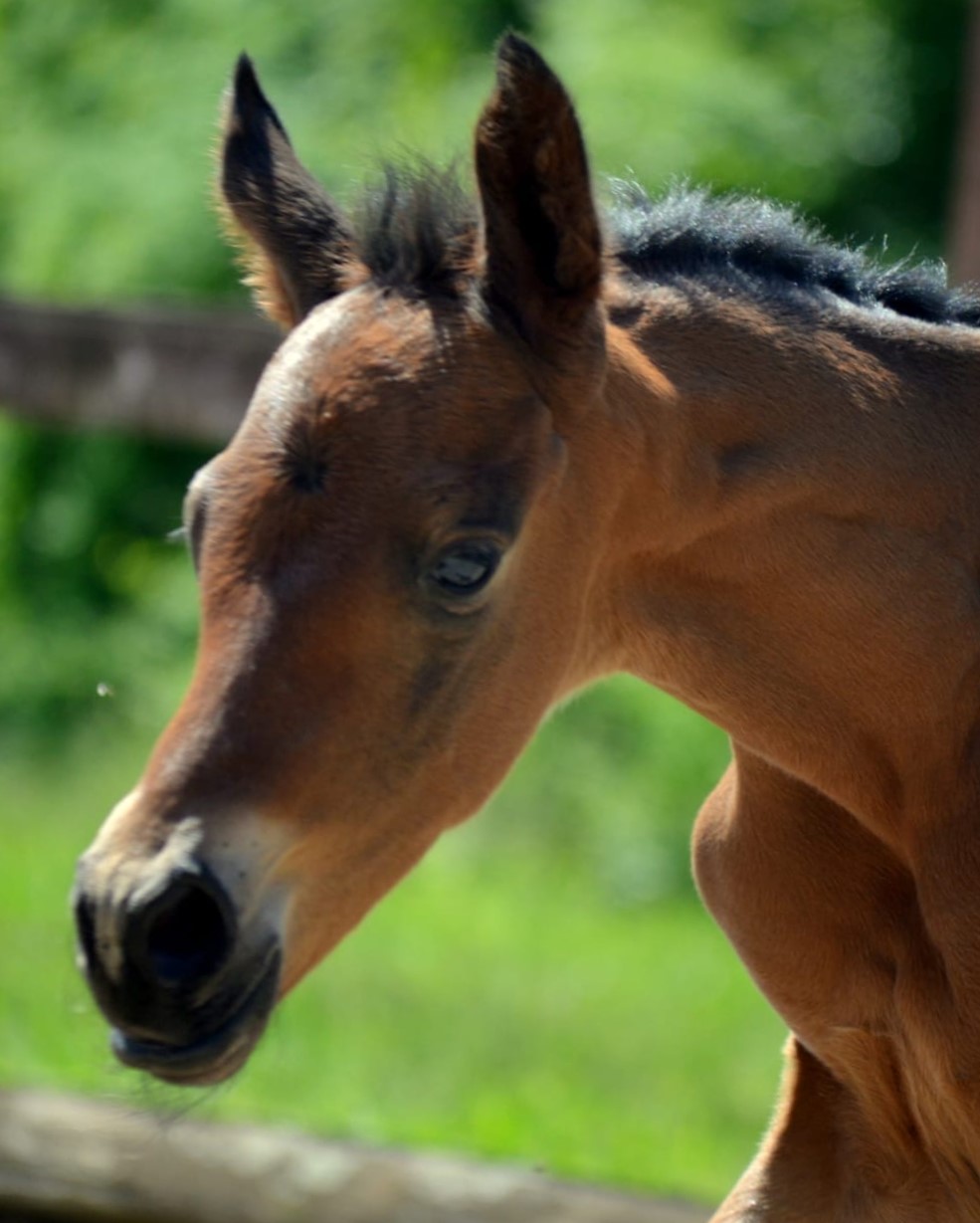 Trakehner Hengst von Preuen Party u.d. Prmienstute Katniss Everdeen v. Saint Cyr - Gestt Hmelschenburg - Beate Langels - Foto Pia Elger