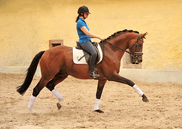 HLP-Sieger und Reservesieger High Motion von Saint Cyr - geritten von Pia Elger
 Trakehner Gestt Hmelschenburg - Foto: Pia Elger