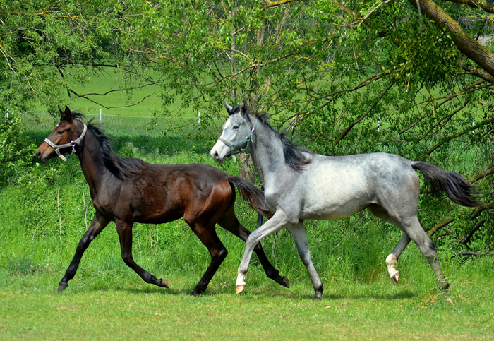 Jährlingsstuten Valentiana und Tea at Five - Foto: Pia Elger