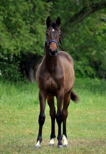 Jährlingsstute - Foto: Pia Elger