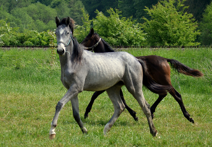 Jährlingsstute - Foto: Pia Elger