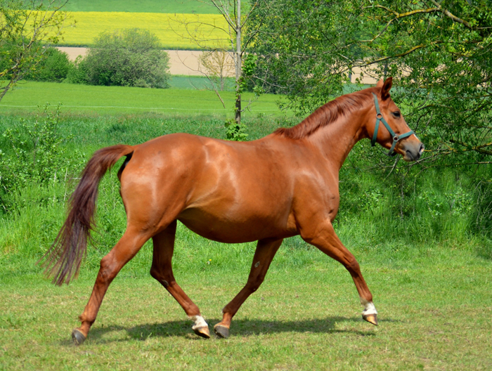 Jährlingsstute - Foto: Pia Elger