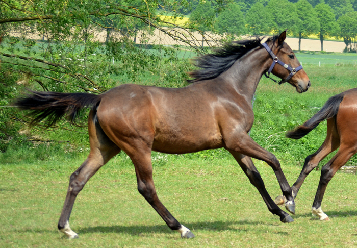 Jährlingsstute - Foto: Pia Elger