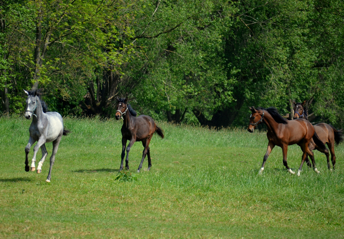 Jährlingsstuten - Foto: Pia Elger