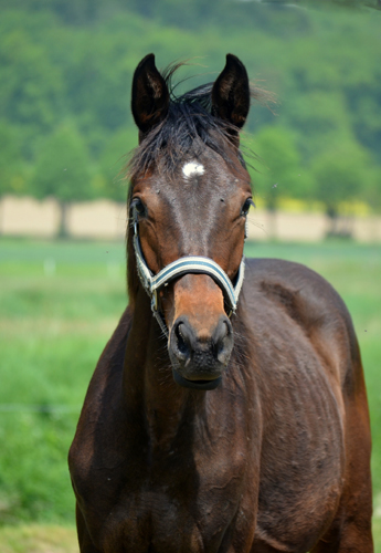 Jährlingsstute - Foto: Pia Elger