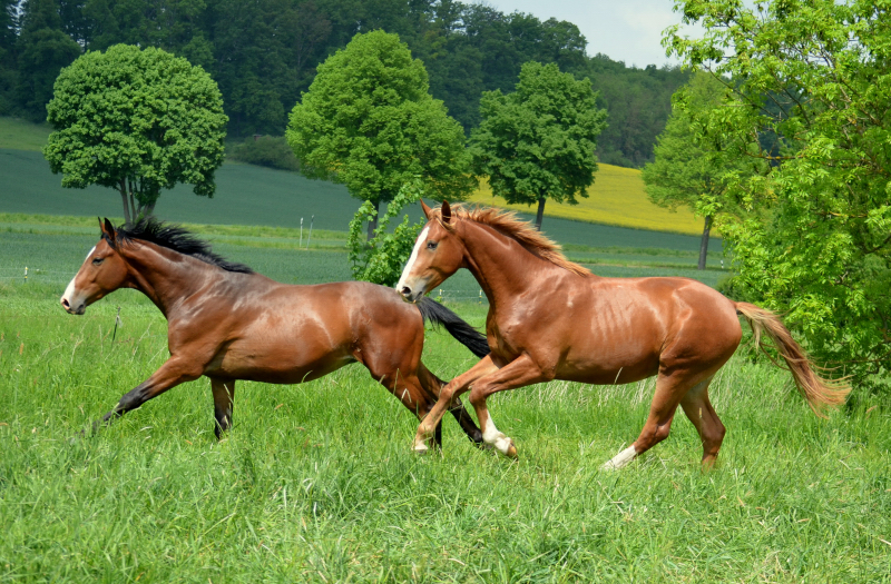 Unsere zweijährigen Hengste - Foto: Pia Elger
