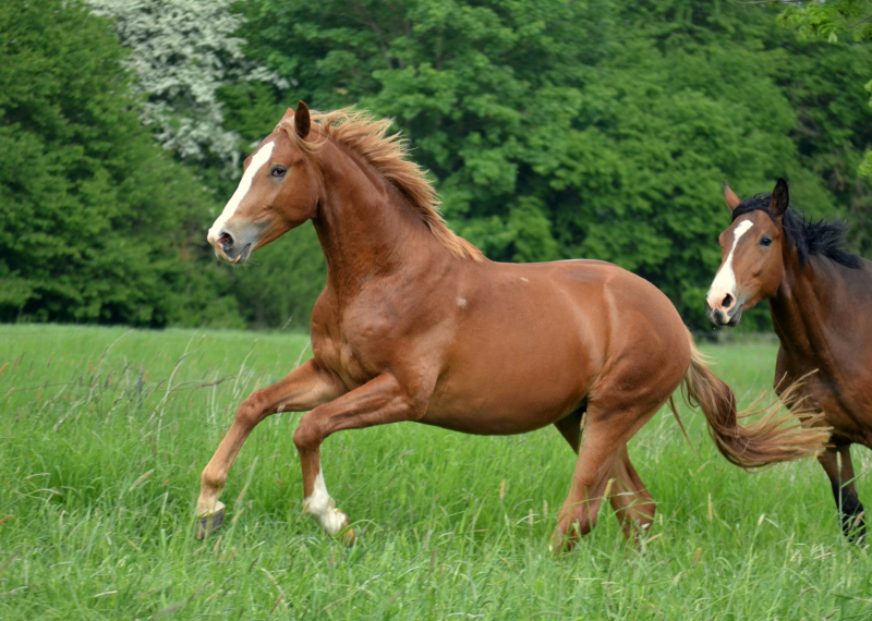 Unsere zweijährigen Hengste - Foto: Pia Elger