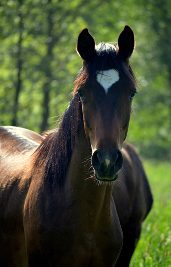 Die Jährlinghengste - Foto: Pia Elger