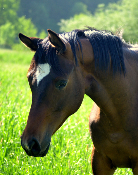 Die Jährlinghengste - Foto: Pia Elger