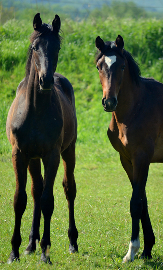 Die Jährlinghengste - Foto: Pia Elger