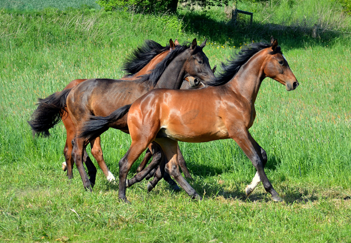 Die Jährlinghengste - Foto: Pia Elger