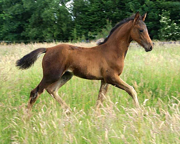 Hengstfohlen von High Motion x Hoftnzer - Foto: Anja Paust