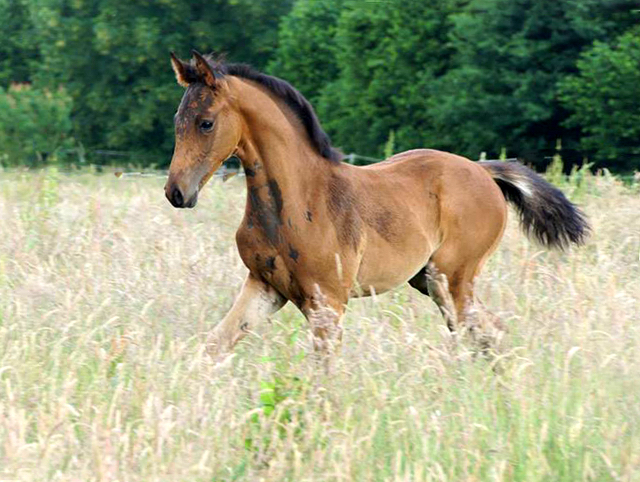 Hengstfohlen von High Motion x Hoftnzer - Foto: Anja Paust