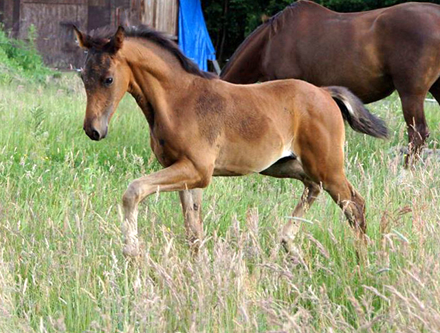 Hengstfohlen von High Motion x Hoftnzer - Foto: Anja Paust
