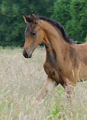 Hengstfohlen von High Motion x Hoftnzer - Foto: Anja Paust