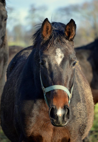 3. Advent 2019 - Val d'Isere v. High Motion in Hmelschenburg - Trakehner Gestt Hmelschenburg - Beate Langels - Foto: Pia Elger