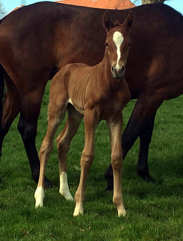 Hengstfohlen von High Motion x Herzruf - Grafenstolz- Foto: Gestt Panker