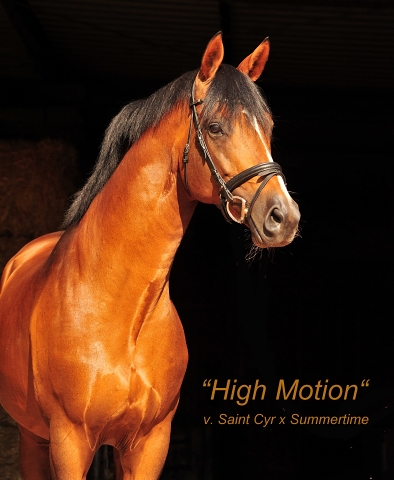 Trakehner Hengst HIGH MOTION von Saint Cyr u.d. Hanna v. Summertime  - Foto: Beate Langels, Trakehner Gestt Hmelschenburg