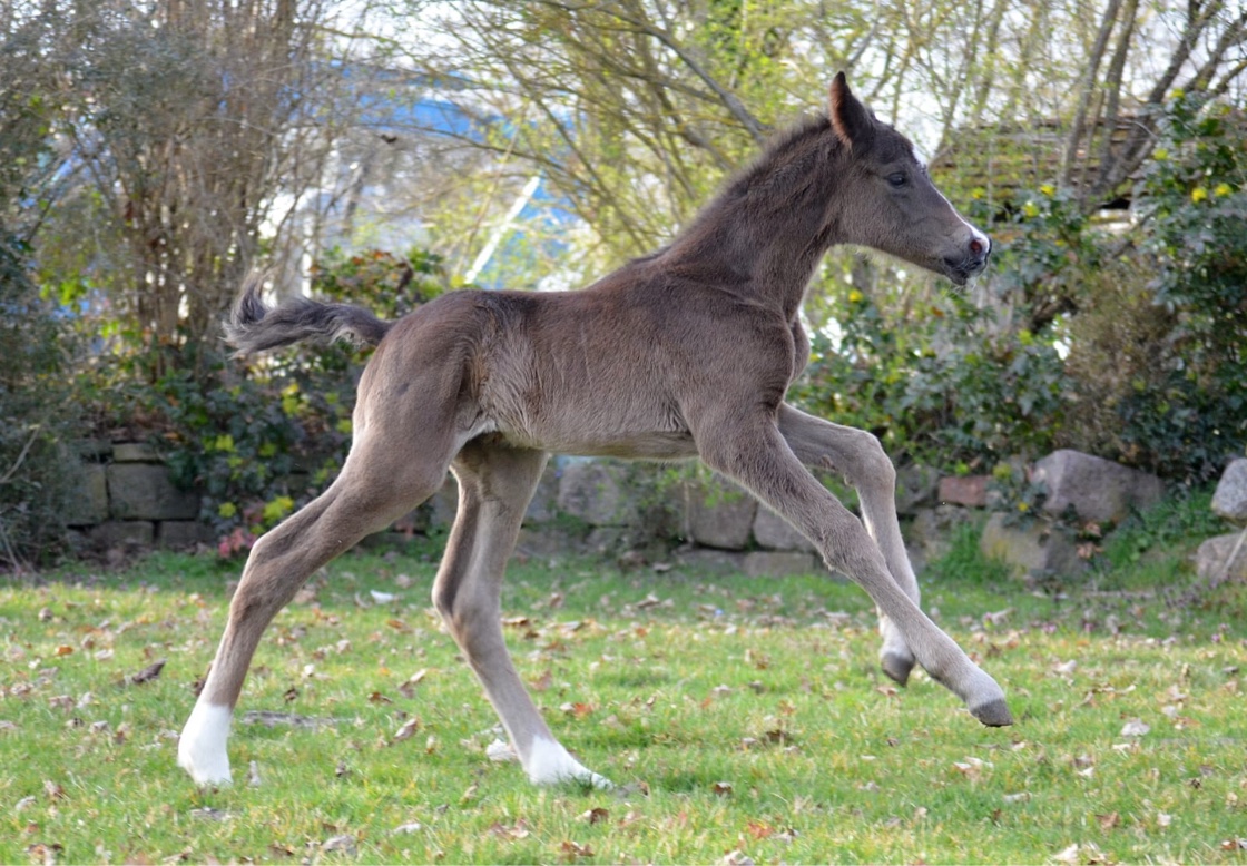 Hengstfohlen von Sutherland u.d. New Millennia SK v. Millennium - Z�chterin Sabine Kliesch  - Foto: Pia Elger