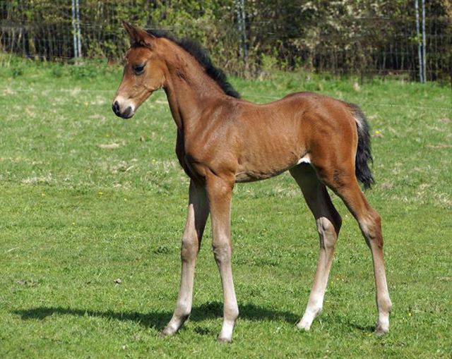 Hengstfohlen von High Motion x Hoftnzer - Foto: Anja Paust