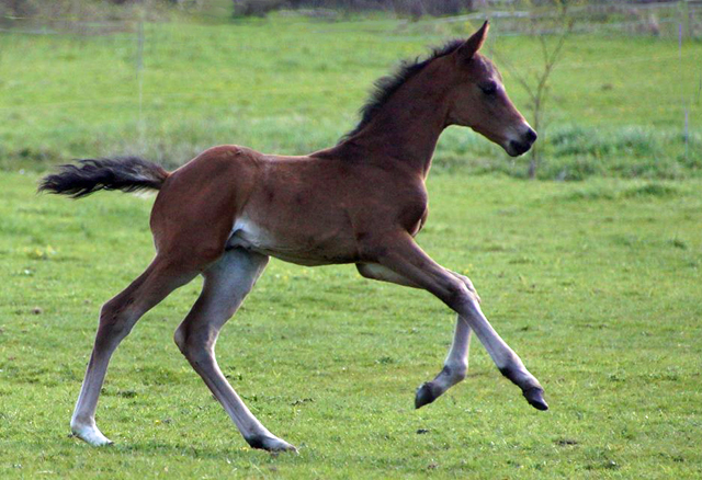 Hengstfohlen von High Motion x Hoftnzer - Foto: Anja Paust