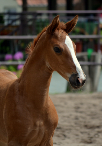 Trakehner Filly by High Motion out of Pr.u.StPrSt. Vittoria by Exclusiv- Trakehner Gestt Hmelschenburg - Foto: Pia Elger - Trakehner Gestt Hmelschenburg