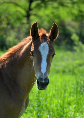 Stutfohlen von Zauberdeyk u.d. Vittoria - 24.05.2021 Foto: Pia Elger - Trakehner Gestt Hmelschenburg
