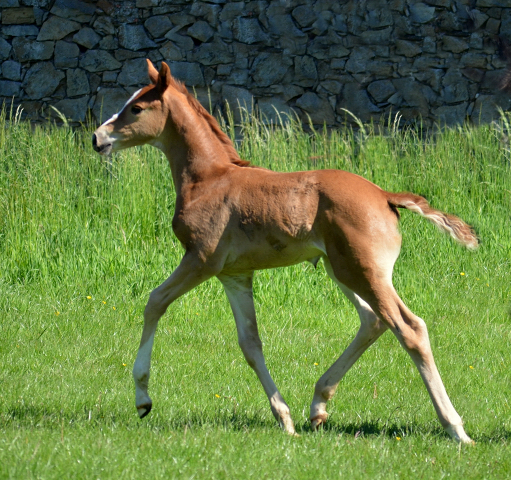  - 24.05.2021 Foto: Pia Elger - Trakehner Gestt Hmelschenburg