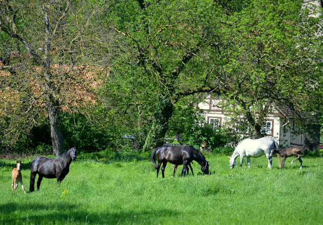  - 24.05.2021 Foto: Pia Elger - Trakehner Gestt Hmelschenburg
