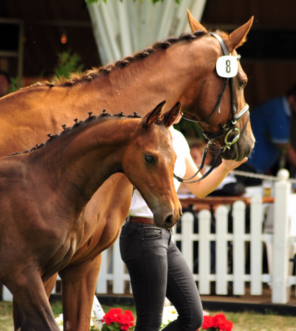 Hengstfohlen von High Motion x Hoftnzer - Foto: Beate Langels