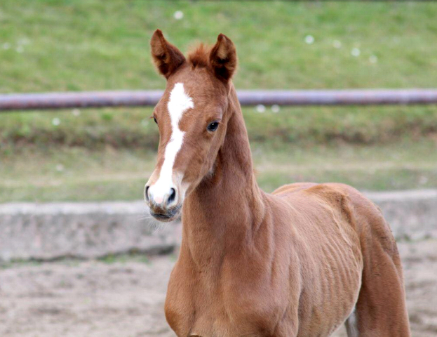  - Trakehner Gestt Hmelschenburg - Foto: Pauline Rohlfing
