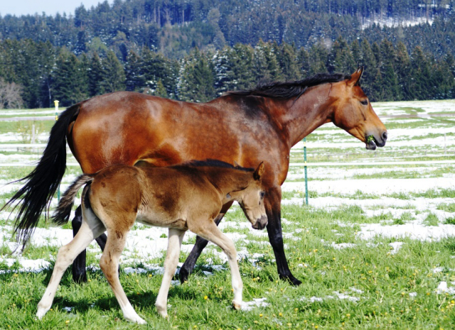 Stutfohlen von Saint Cyr u.d. Henrica v. Cadeau - Foto: Dr. Pigisch