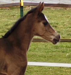 wenige Tage alt: Stutfohlen von Saint Cyr u.d. Henrica v. Cadeau - Foto: Dr. Pigisch