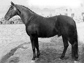 Patron v. Tranzyt, Foto: Archiv, Trakehner-Verband