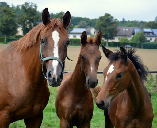 Klassic Motion mit Klassic's Zauberei und Karidia - Foto: Pia Elger - Trakehner Gestt Hmelschenburg