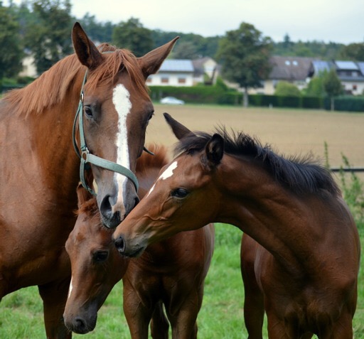 Klassic Motion mit Klassic's Zauberei und Karidia - Foto: Pia Elger - Trakehner Gestt Hmelschenburg