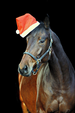 Prmienstute Valenta v. Oliver Twist x Showmaster - Trakehner Gestt Hmelschenburg - Beate Langels