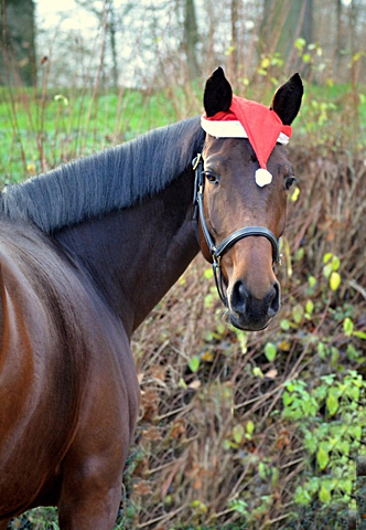 Prmienstute Valenta v. Oliver Twist x Showmaster - Trakehner Gestt Hmelschenburg - Beate Langels