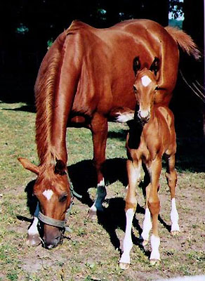 Trakehner Hengstfohlen von Kostolany - Angard - Lamarc