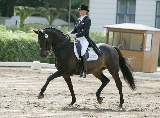 Sergeant Pepper v. Exclusiv - Foto: Sportpferde Lafrentz