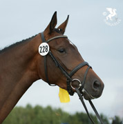 Siegerstute Perlmutt von Oliver Twist  - Foto: Karin Schweigert