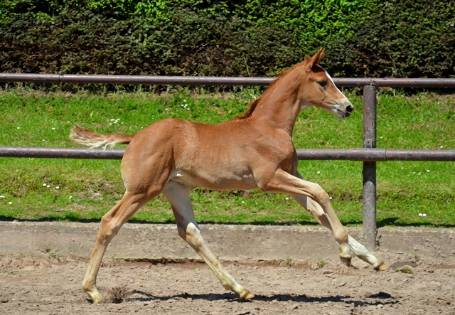 Stutfohlen von Zauberdeyk u.d. Vittoria - 30.05.2021 Foto: Pia Elger - Trakehner Gestt Hmelschenburg