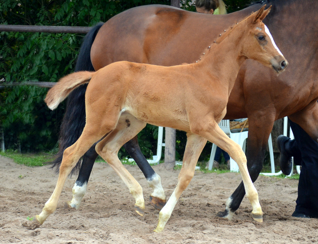 Stutfohlen von High Motion u.d. Pr.St. Karida v. Oliver Twist - Foto: Pia Elger - Trakehner Gestt Hmelschenburg