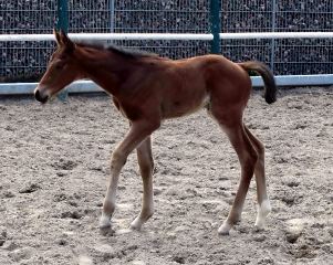 Hengstfohlen von High Motion u.d. ncars Tochter v. King Arthur u.d. Incarvillea xx v. Frontal xx - Foto: Harlacher