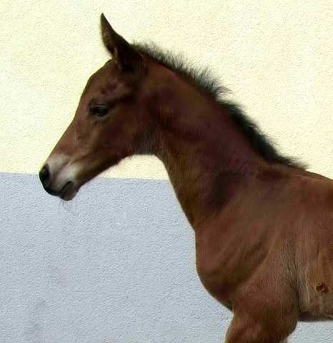 Hengstfohlen von High Motion u.d. ncars Tochter v. King Arthur u.d. Incarvillea xx v. Frontal xx - Foto: Harlacher