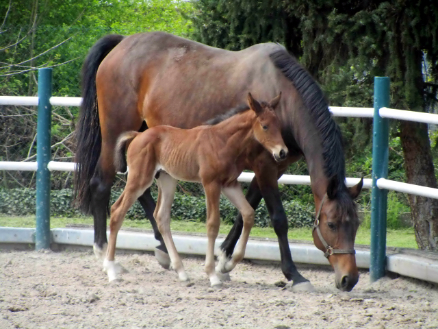 Hengstfohlen von High Motion u.d. ncars Tochter v. King Arthur u.d. Incarvillea xx v. Frontal xx - Foto: Harlacher