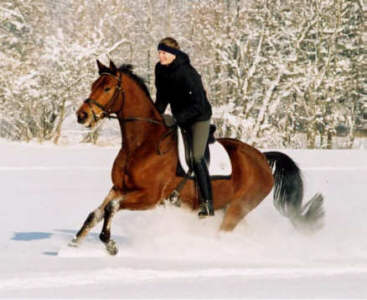 Trakehner Wallach Pompon von Freudenfest und Luise Wessely - 2008